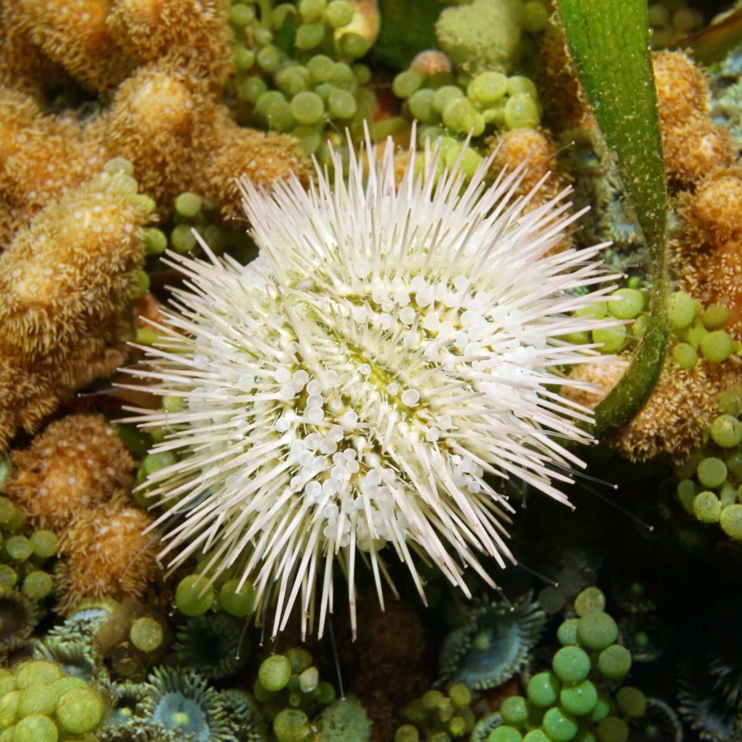 Pincushion Urchin