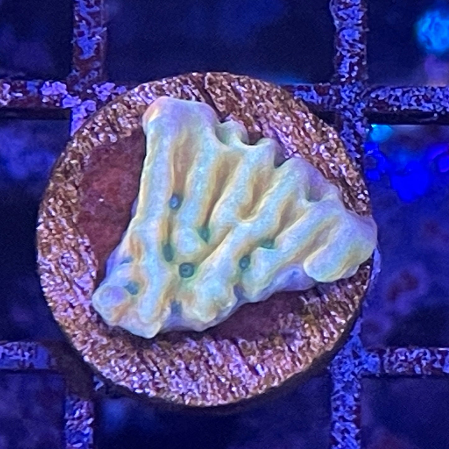Kung Pao Montipora