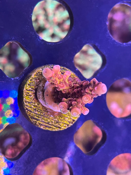 PC Rainbow Acropora SP
