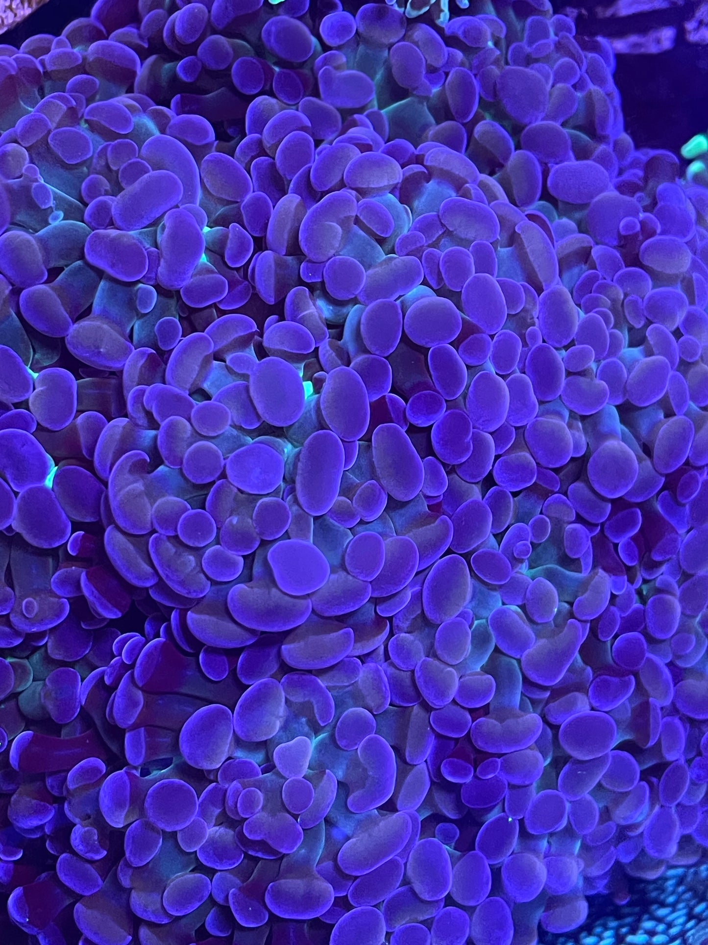 UR Rare Pastel Hammer