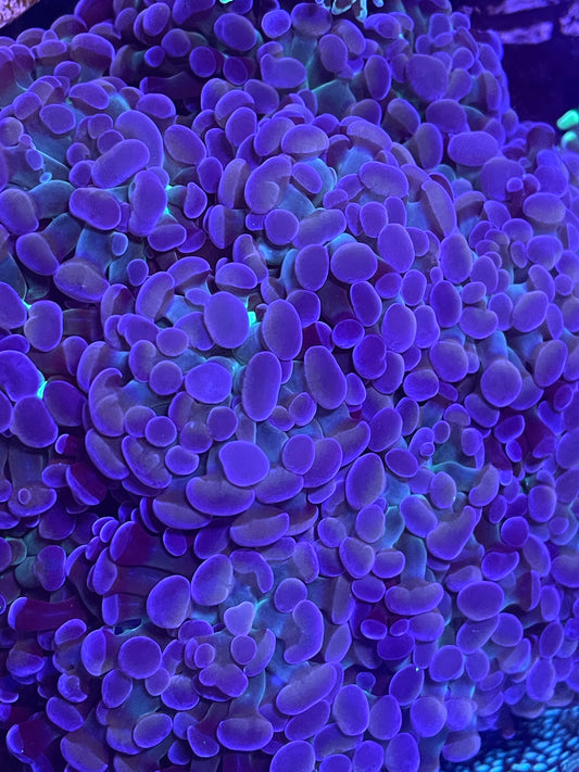 UR Rare Pastel Hammer