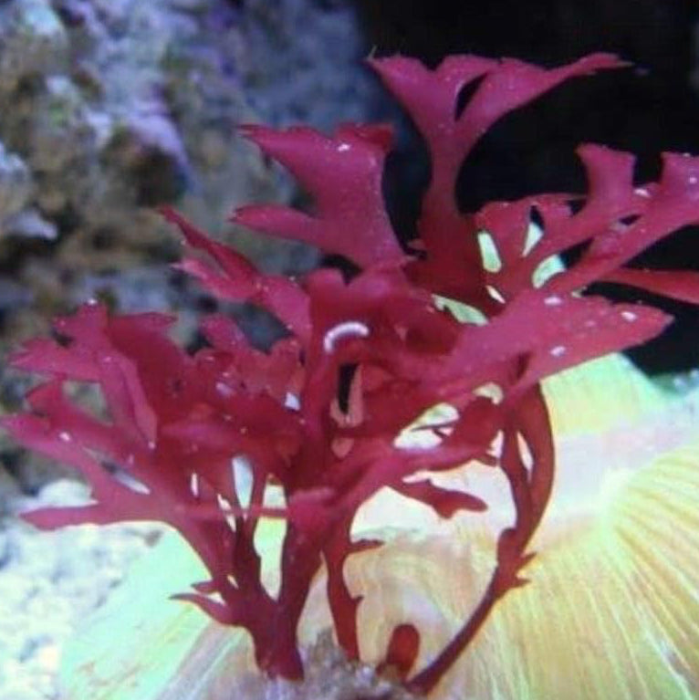 Red Gracilaria Hayi Macroalgae