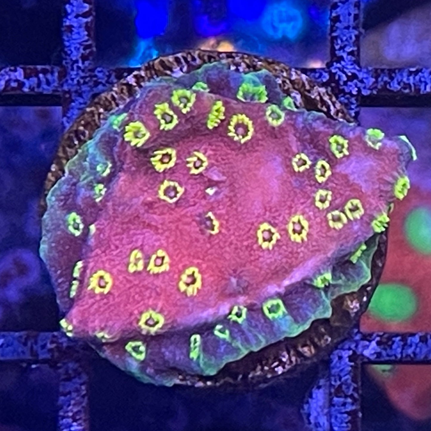 Fire Walker Cyphastrea