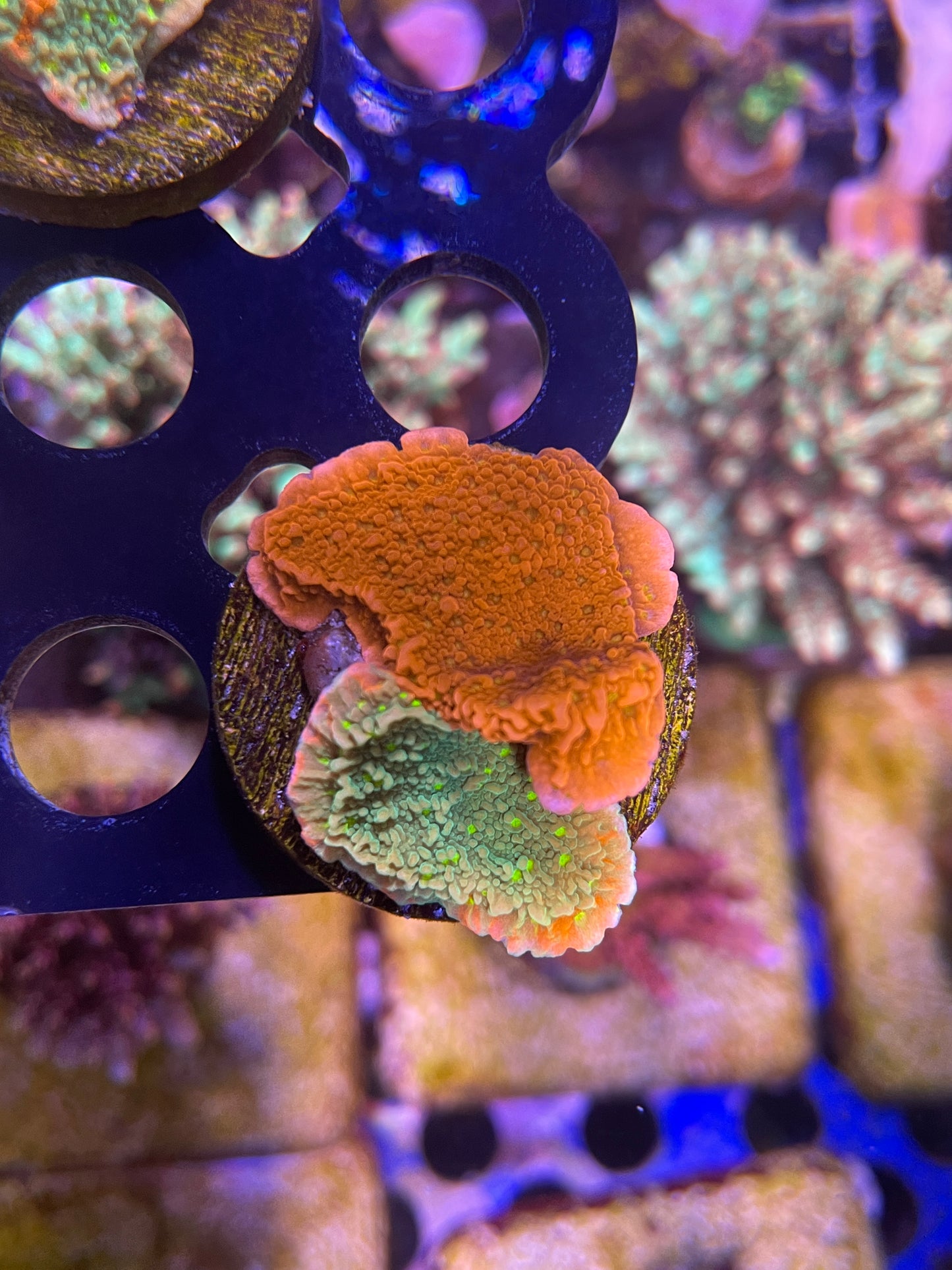 Sunfire Grafted Montipora Cap