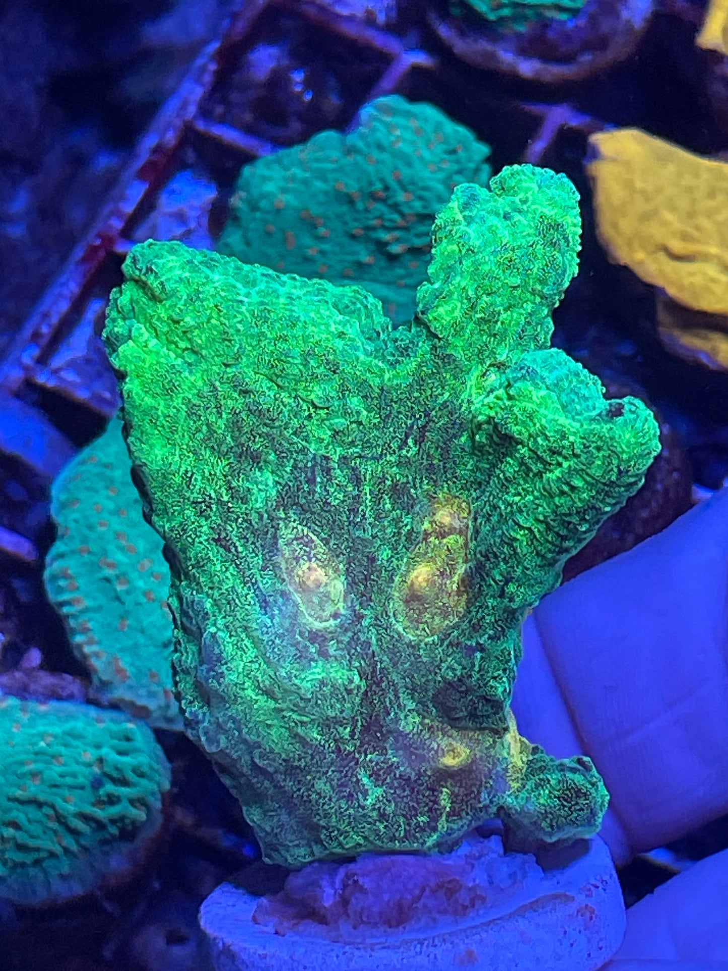 Space invader pectinia