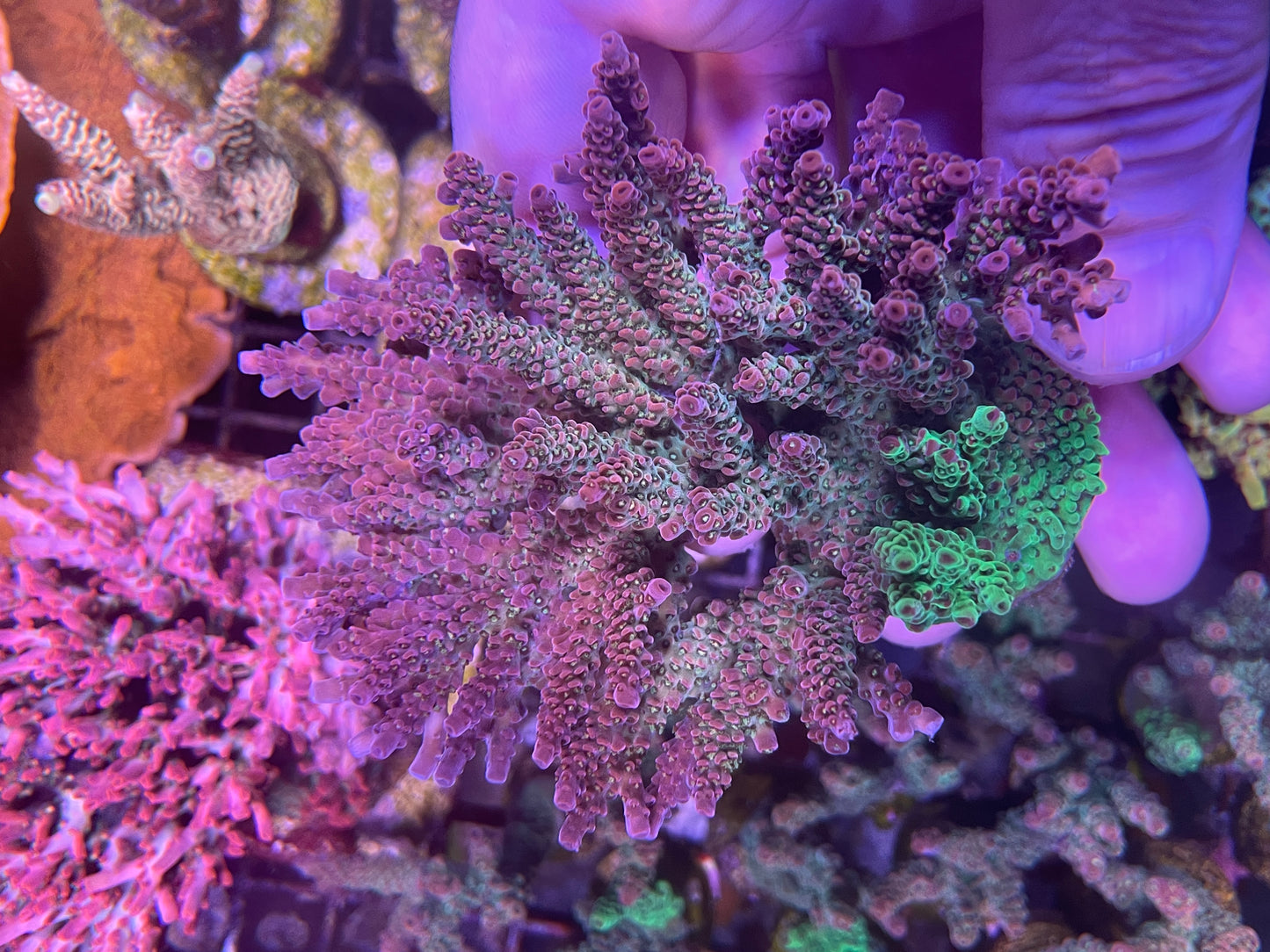 Unorthodox Splice colony