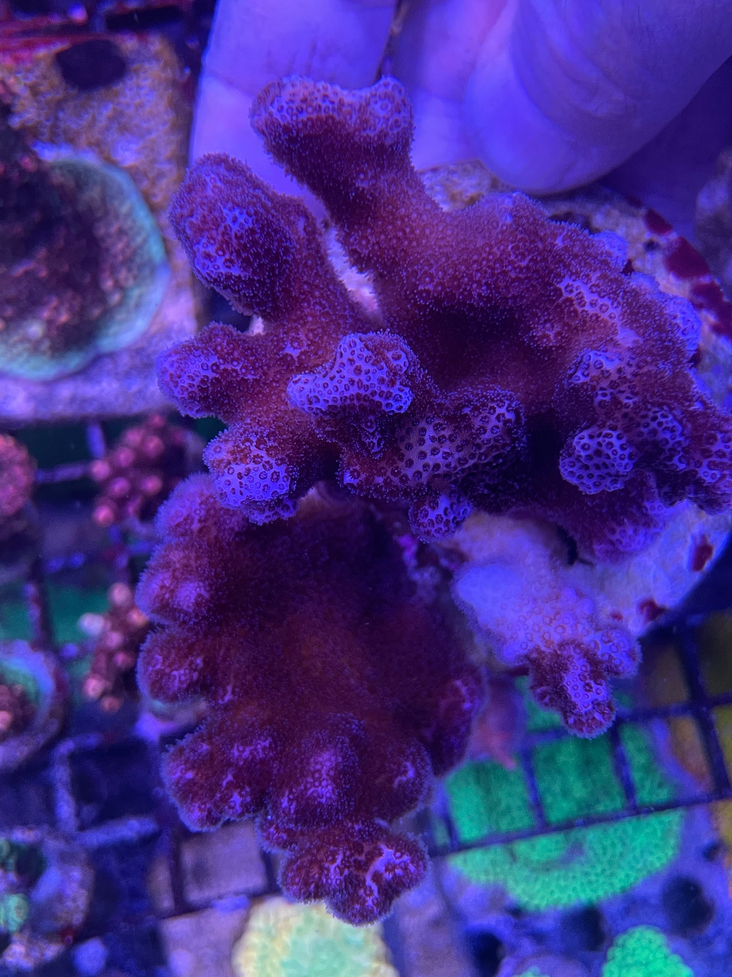 Pink Pocilipora WYSIWYG