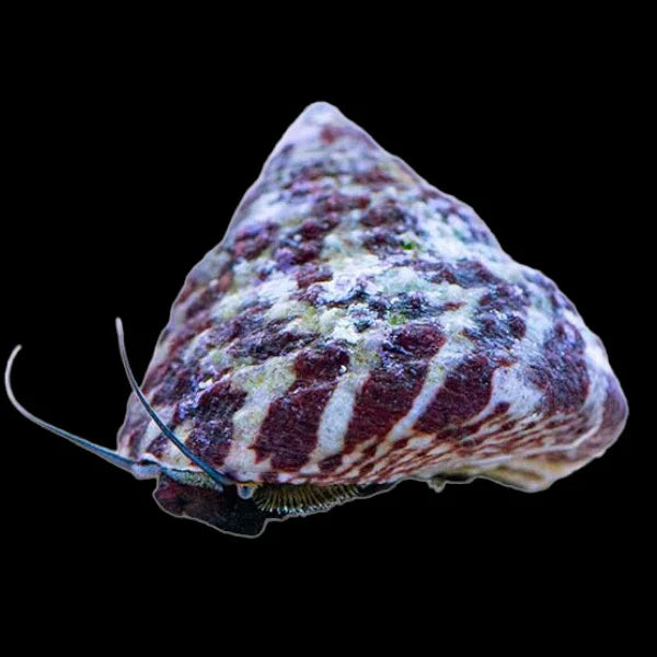 Trochus Snail