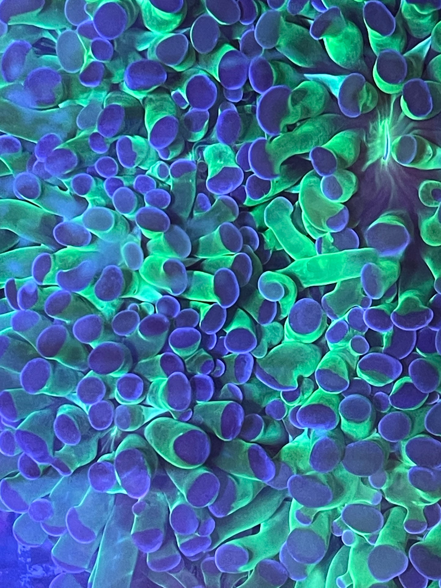 Bright green stem pink tip frammer.