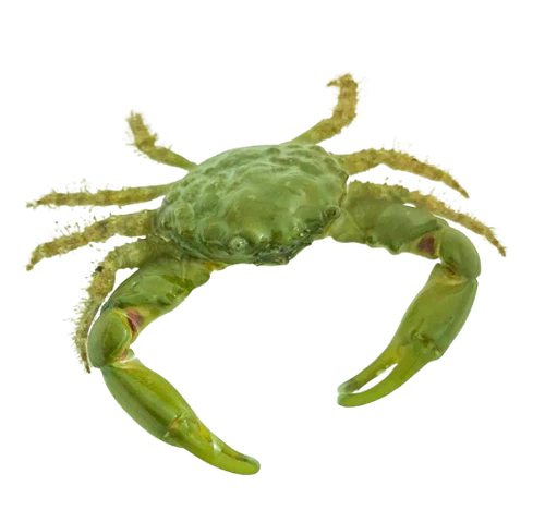 Emerald Crab large