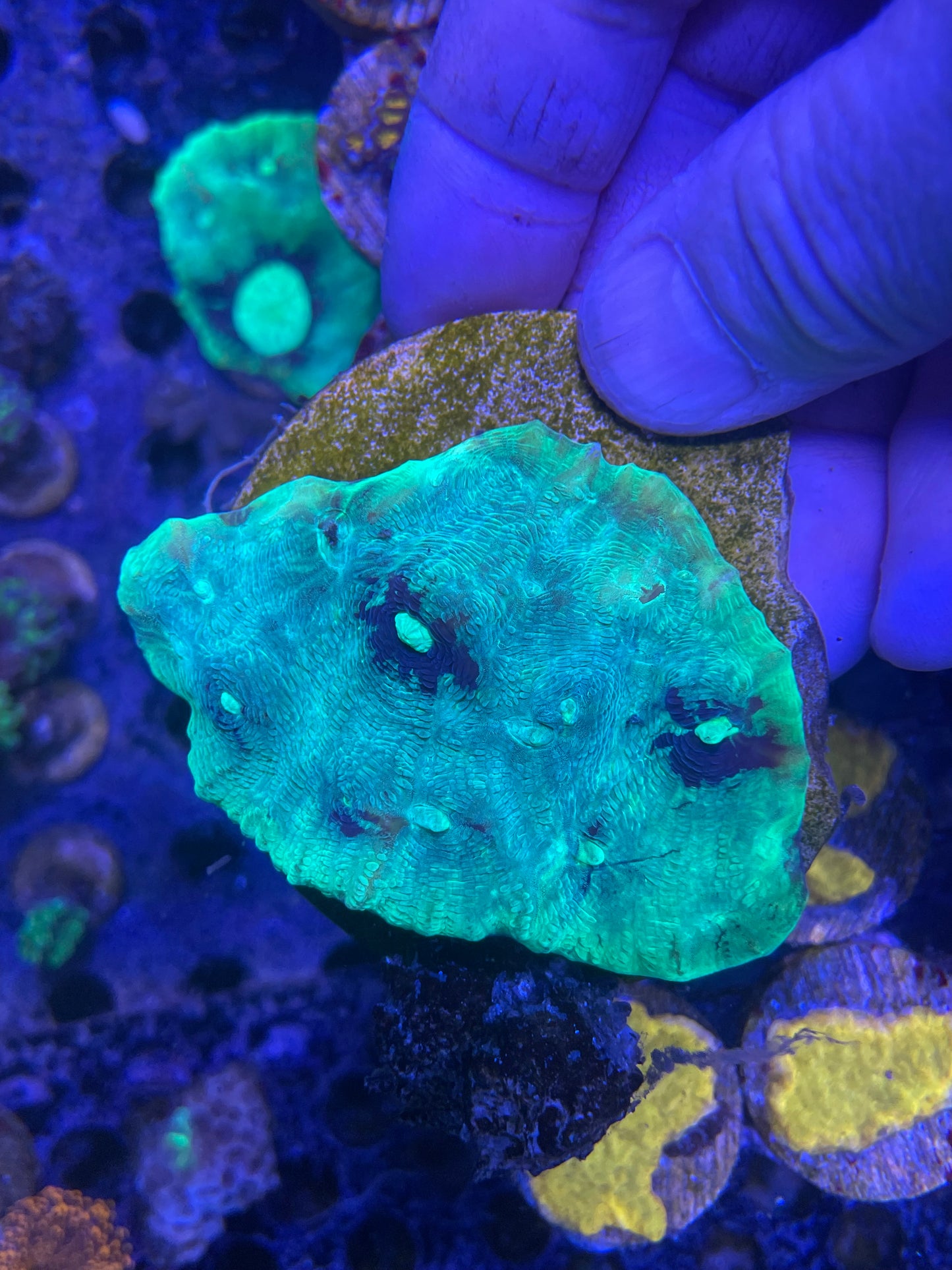 Pectinia WYSIWYG