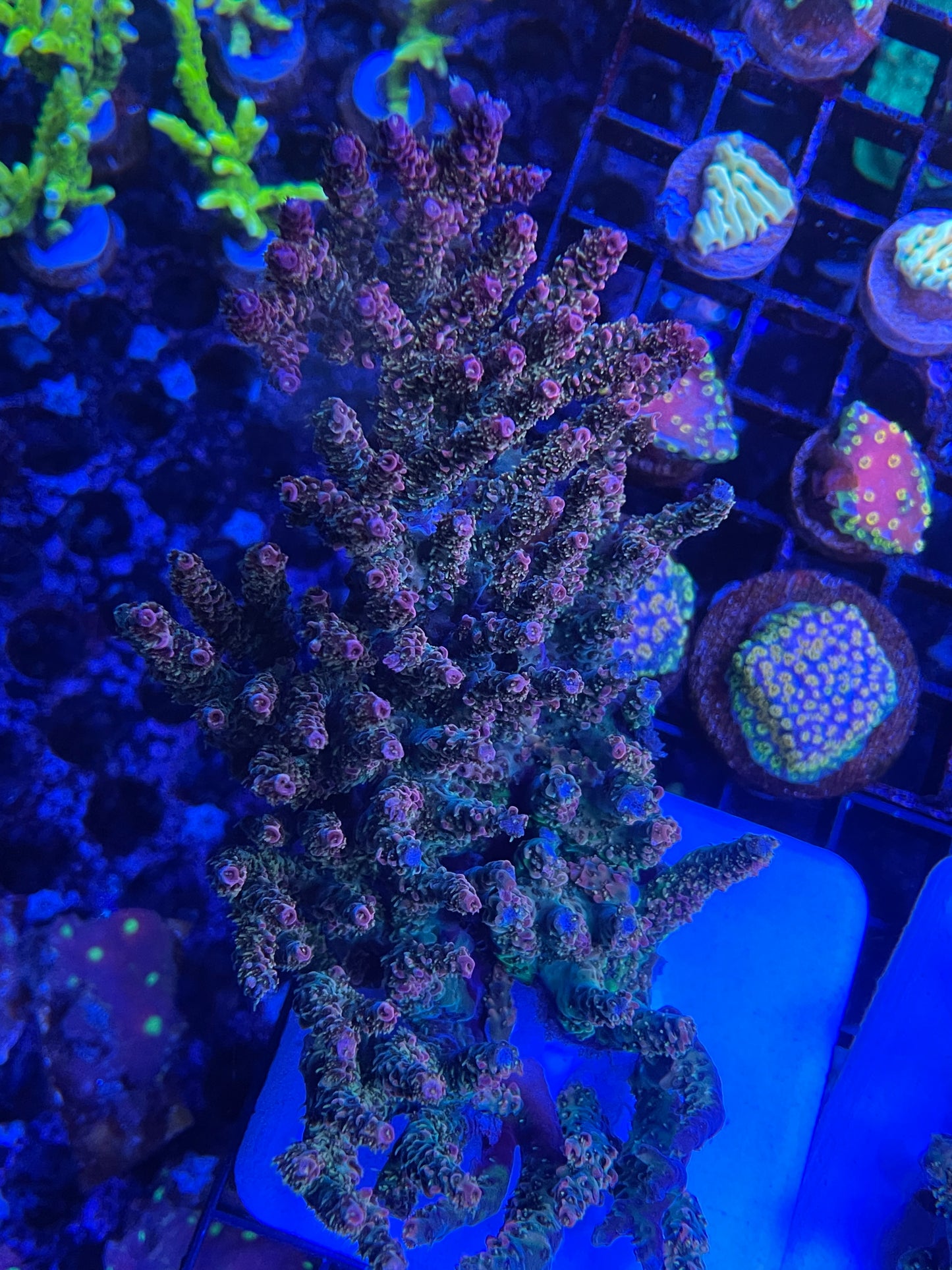 Rainbow Millepora Colony