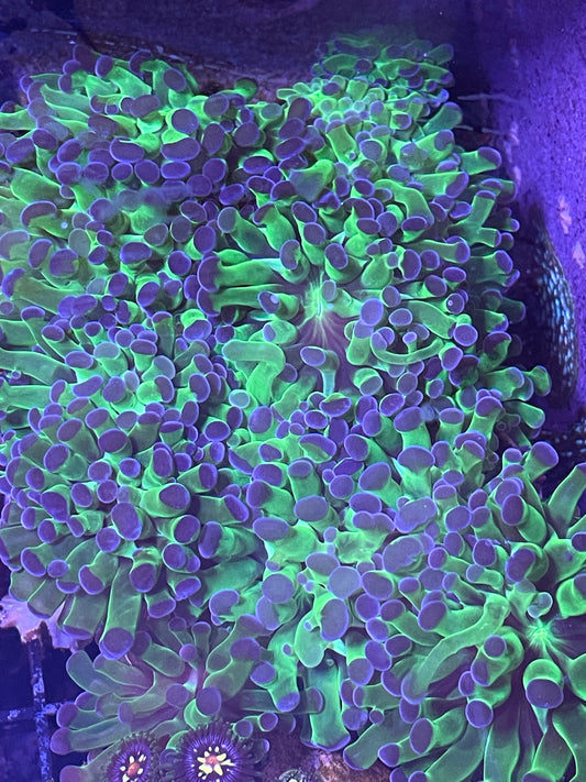 Bright green stem pink tip frammer.