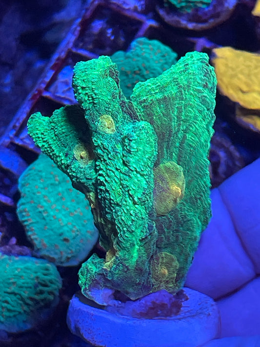 Space invader pectinia