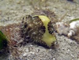 Monetaria moneta "money cowrie"