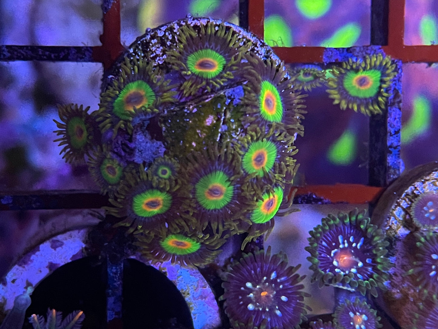 Rasta Zoanthids