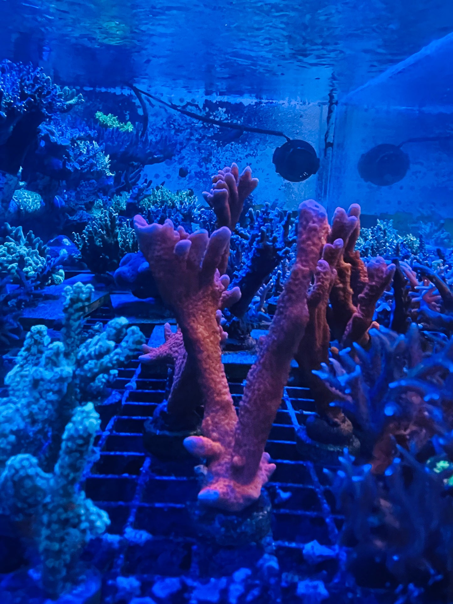 Red/pink Montipora Digi