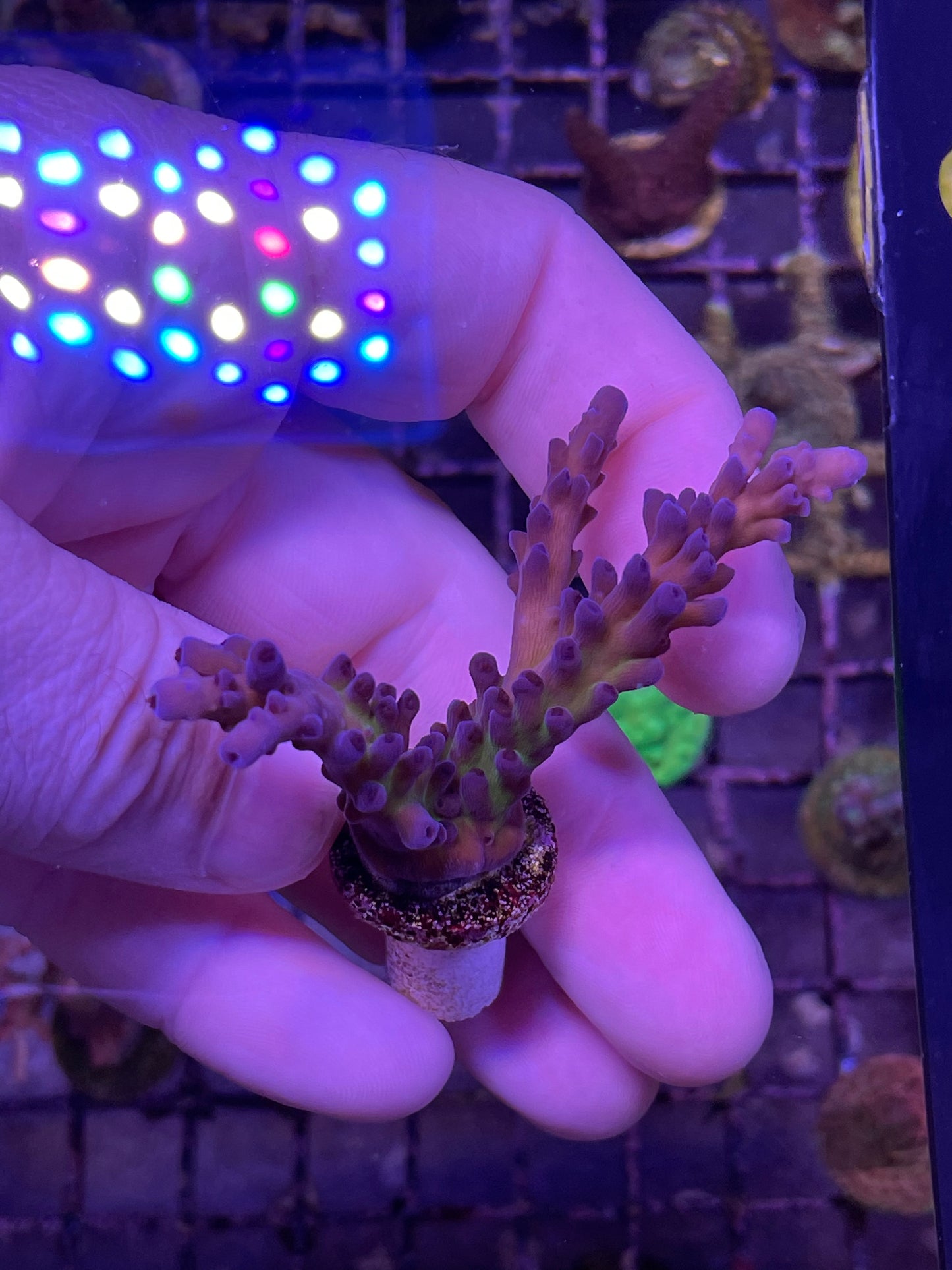 U.R. Miyagi Tort Acropora SPS