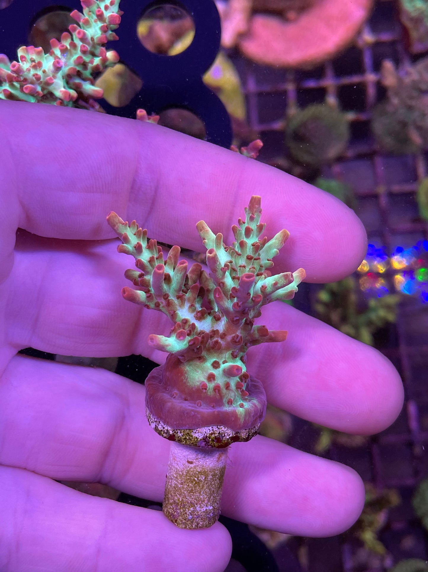 Cornbred Atomic Fireball Acropora "Acropora microclados"