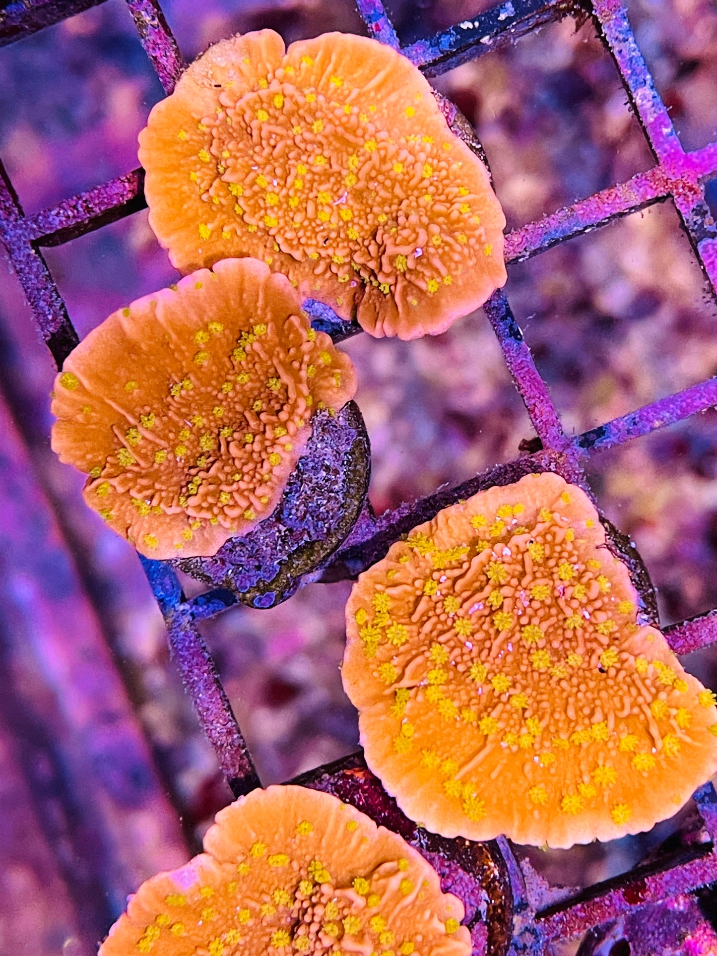 Reefteck Starburst Montipora