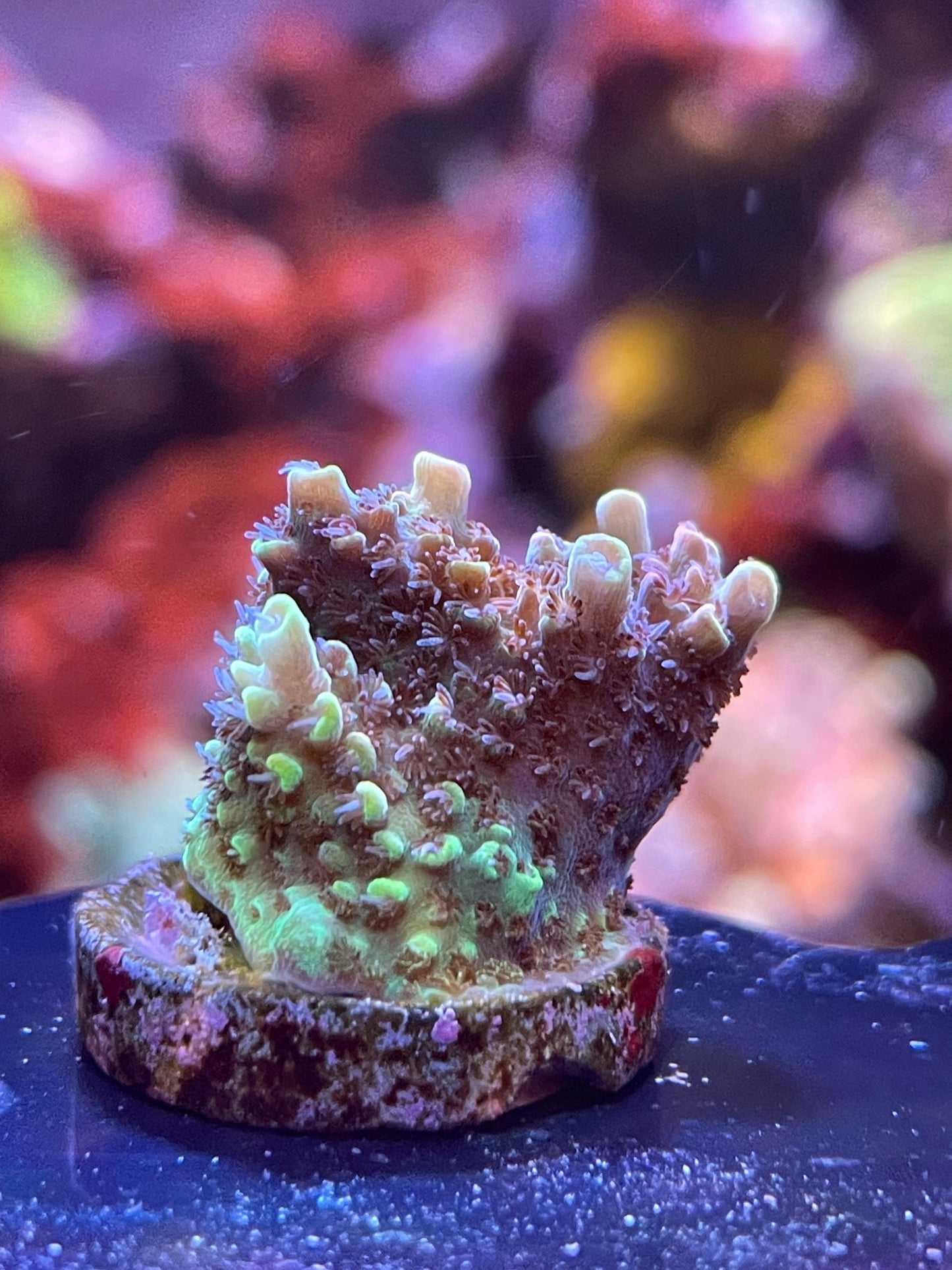 U.R. Iridescence acropora