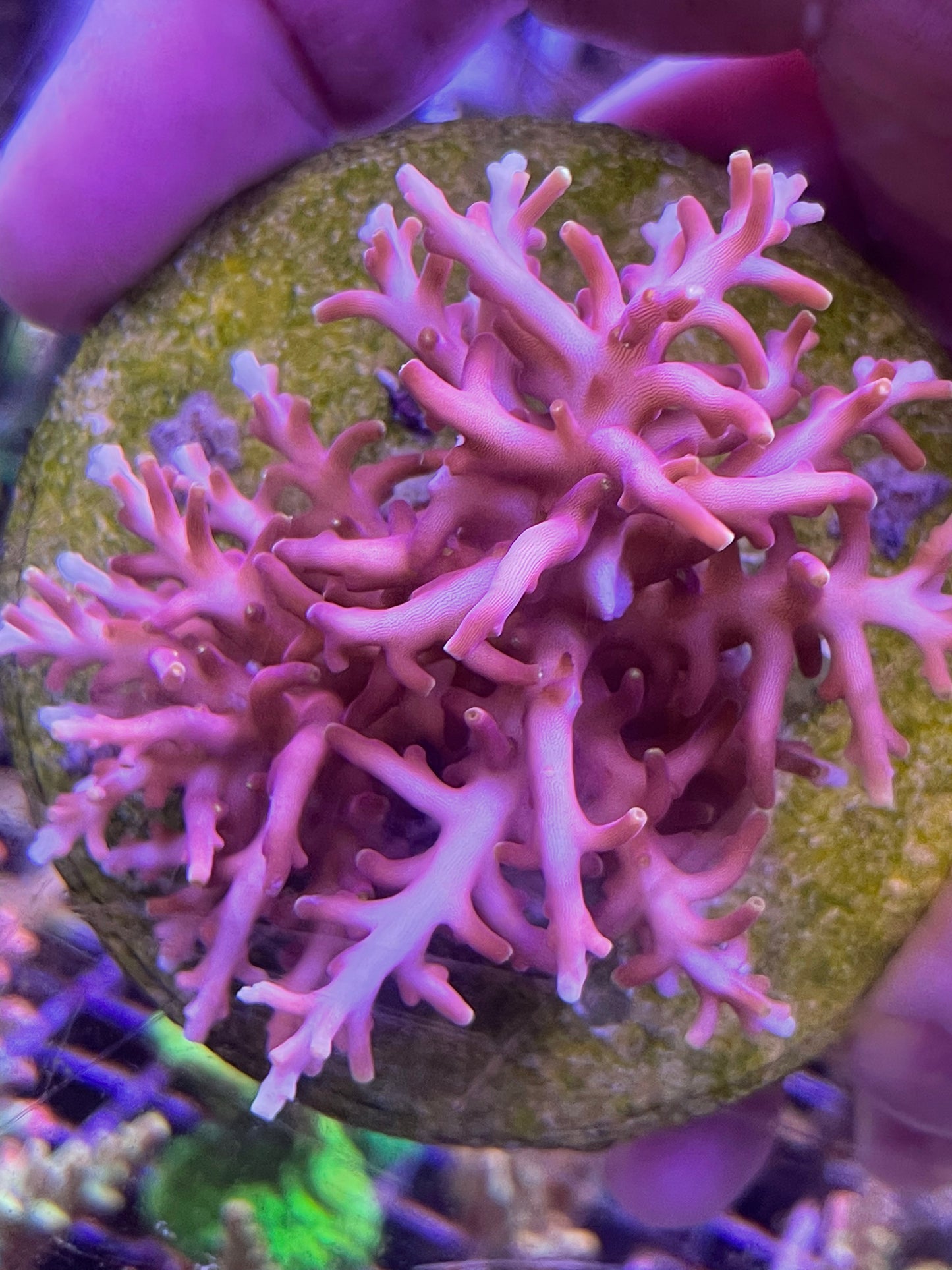 Little Red Ferrari Acropora Carduus