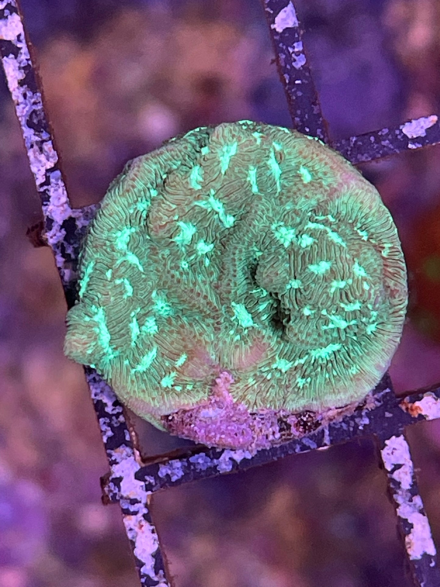 Green Leptoseris Coral