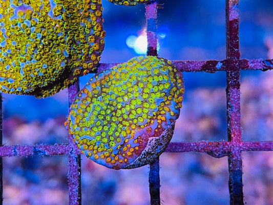 Rainbow Montipora
