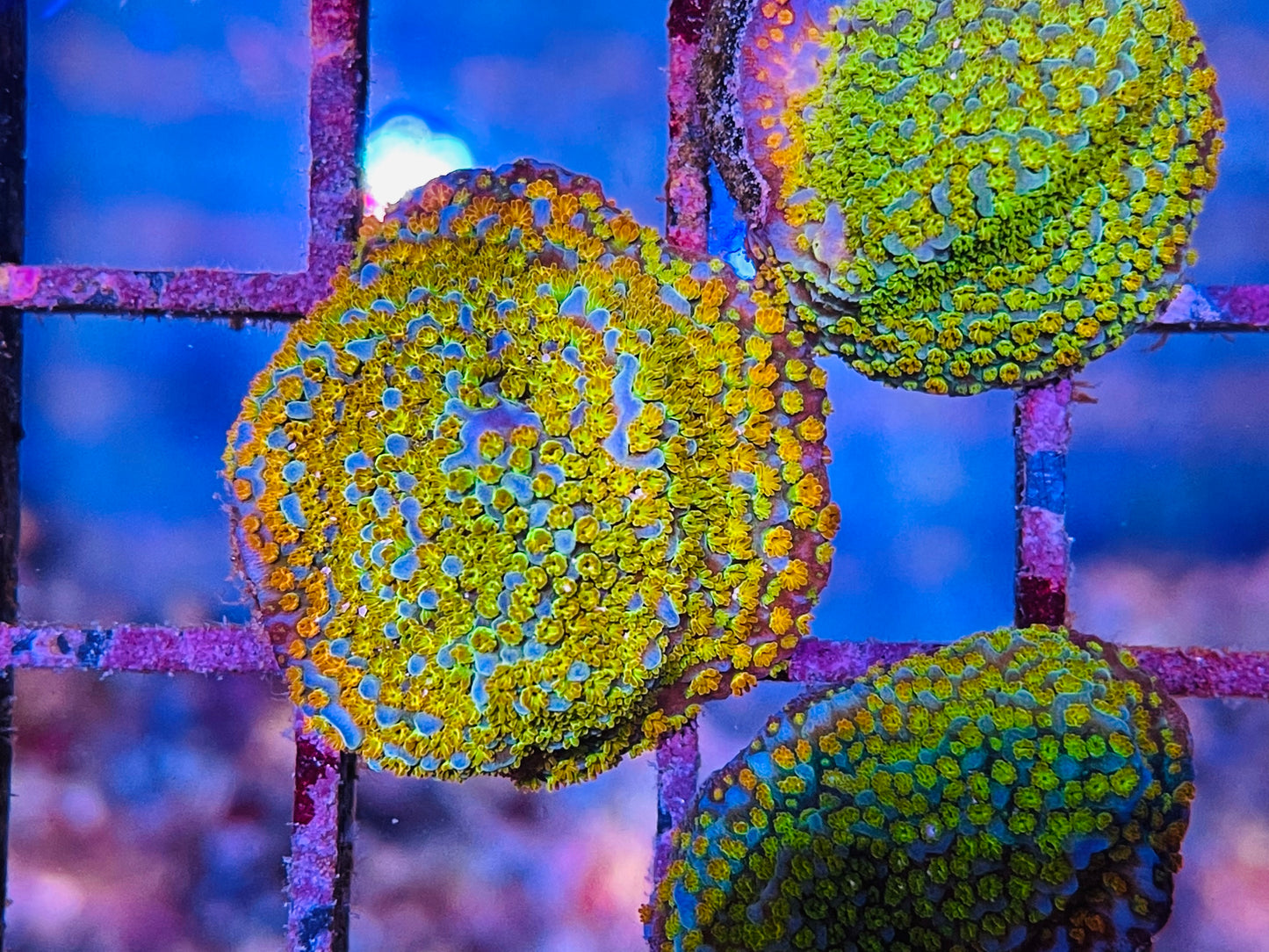 Rainbow Montipora