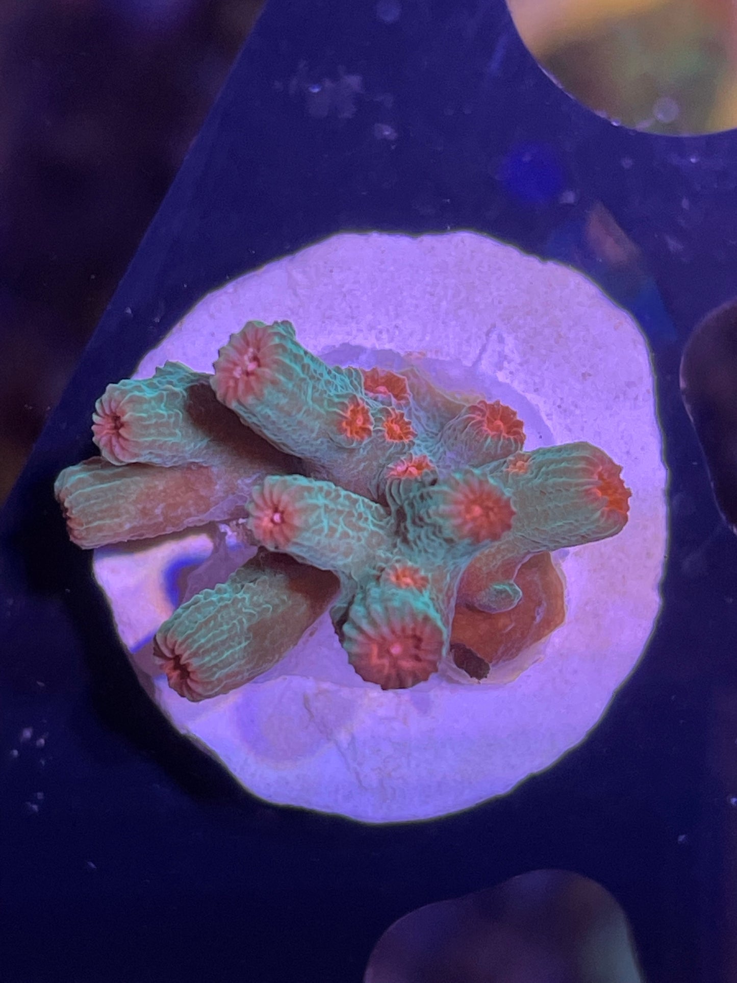 Pink/Green Branching Cyphastrea