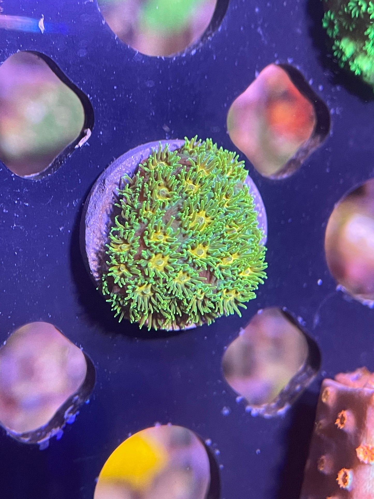 Polkaroo Leptastrea Frag