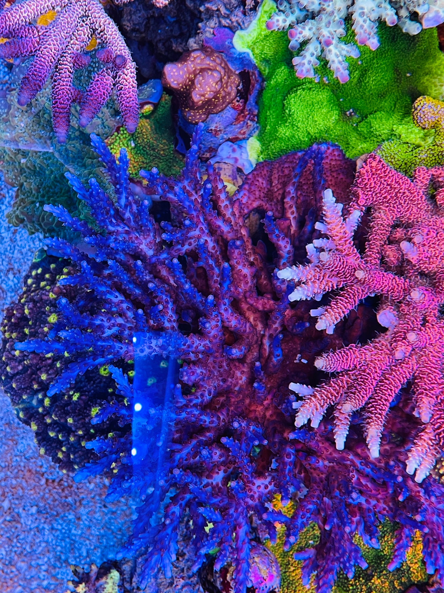 Blueberry Vine Acropora