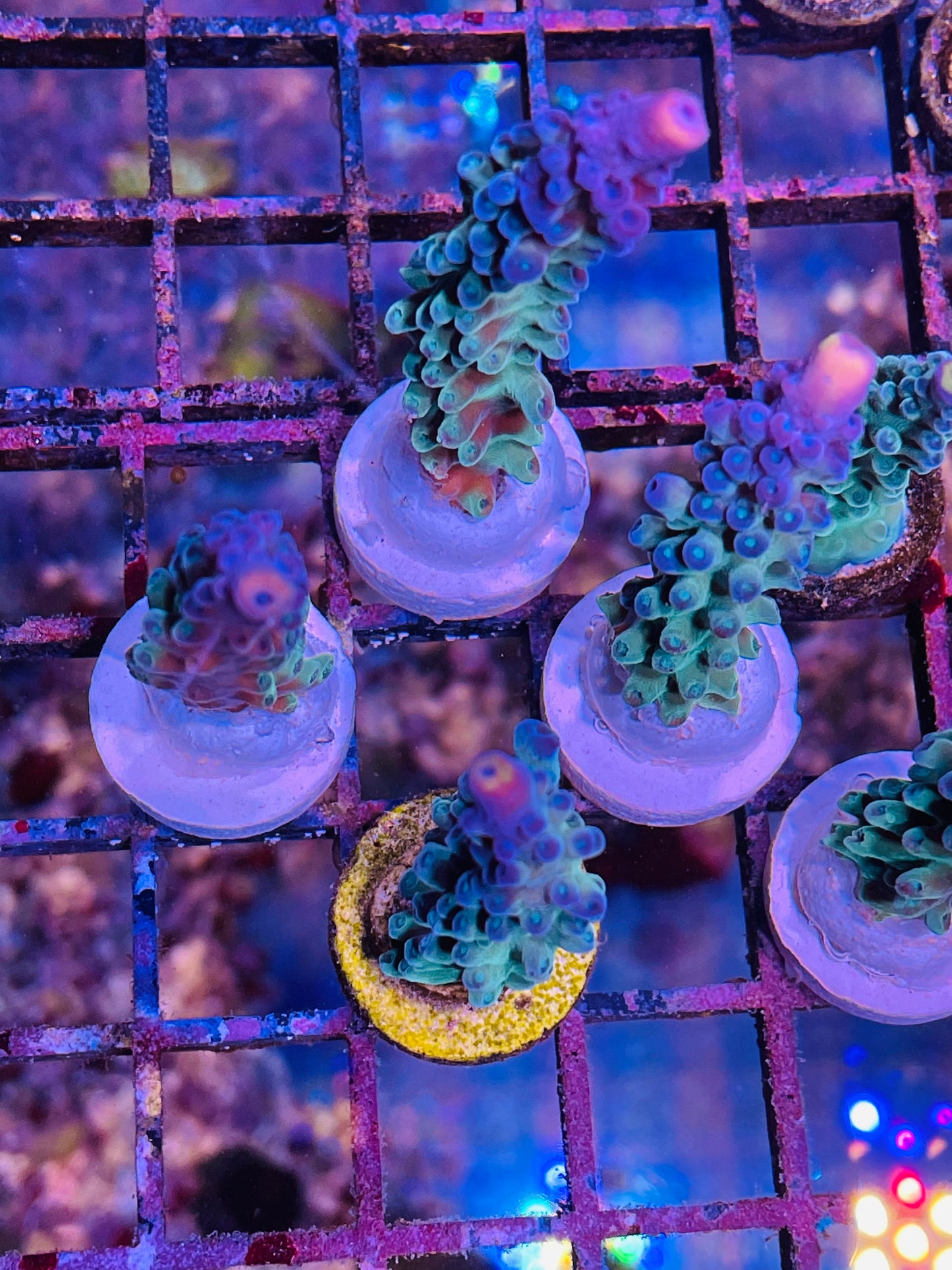 Crown Jewel Staghorn