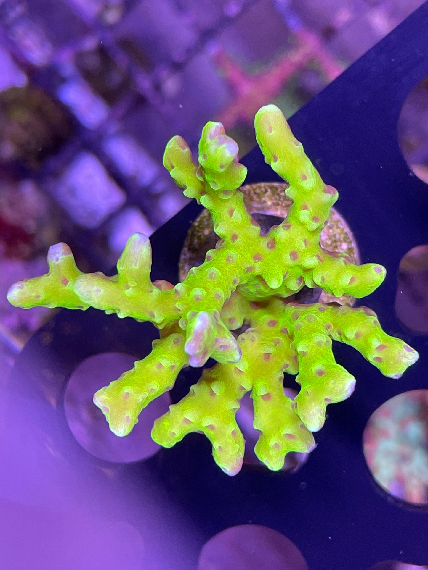 Green Goblin Anacropora
