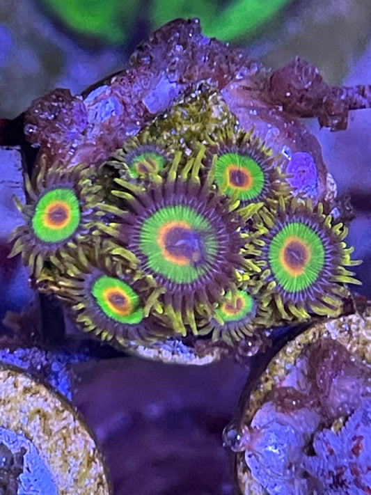 Rasta Zoanthids