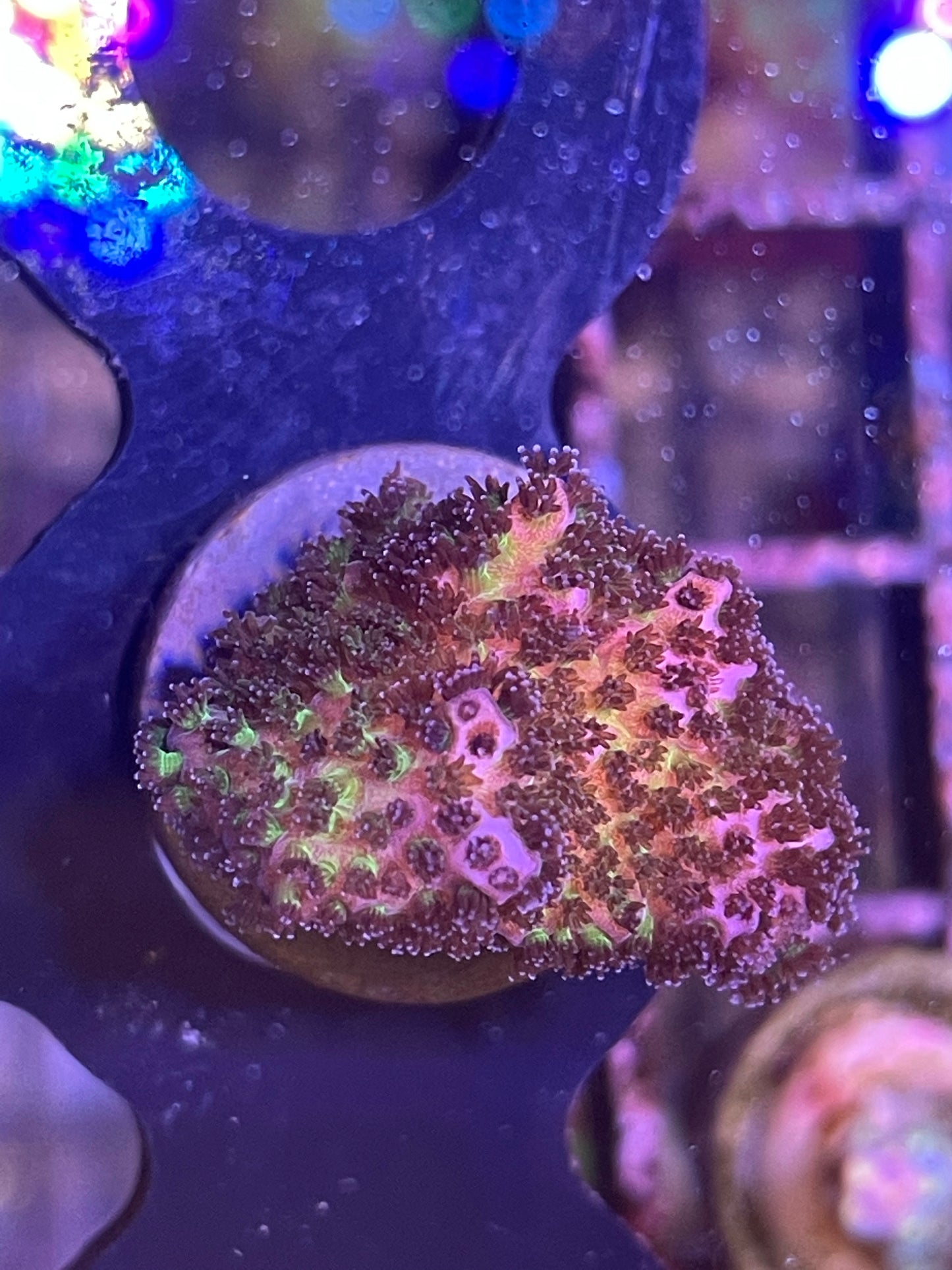 Rainbow Pocillopora