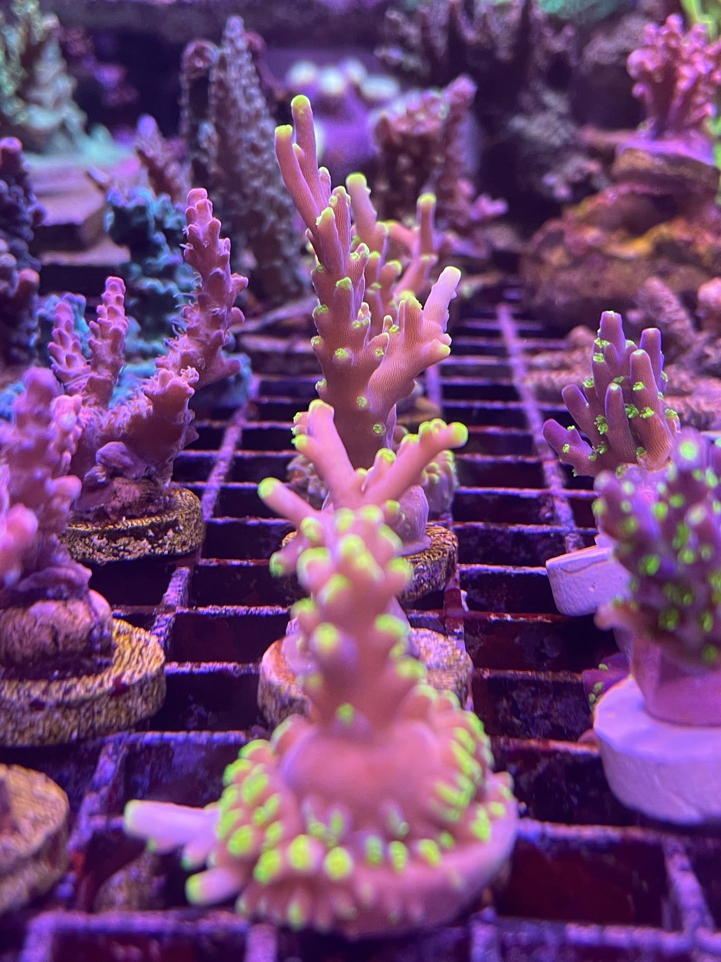 Maximus Proximo Acropora