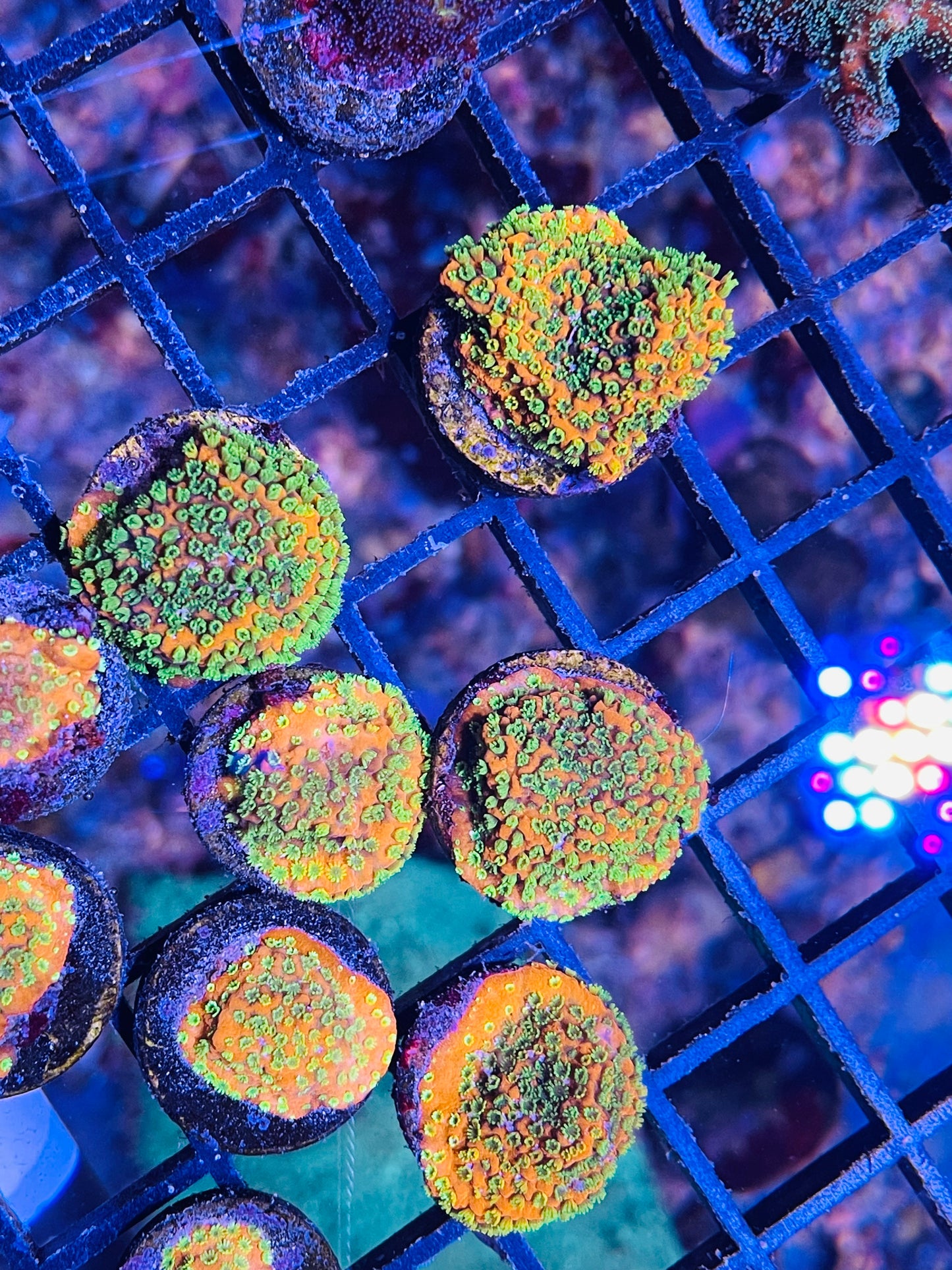 Sunset Montipora
