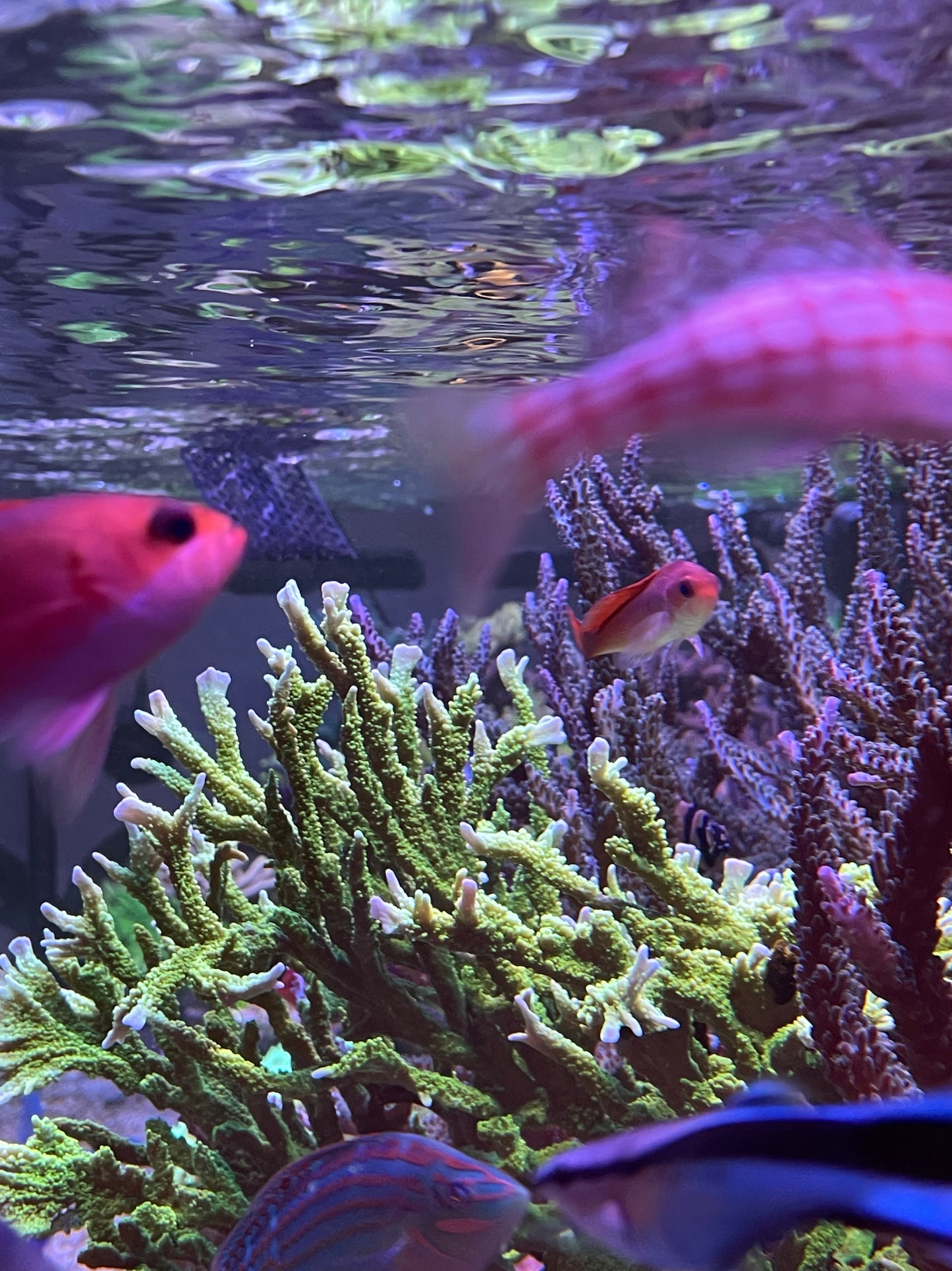 Neon Green Elkhorn Montipora