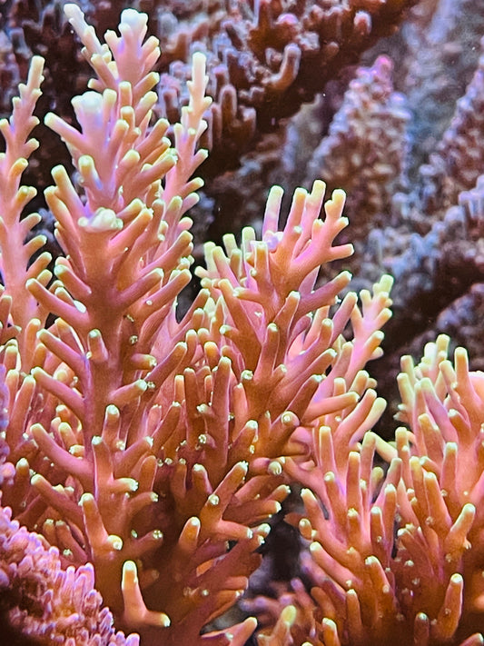 Pac-Man Acropora Carduus