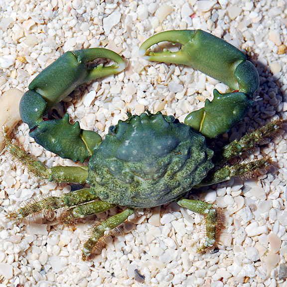 Invertebrates