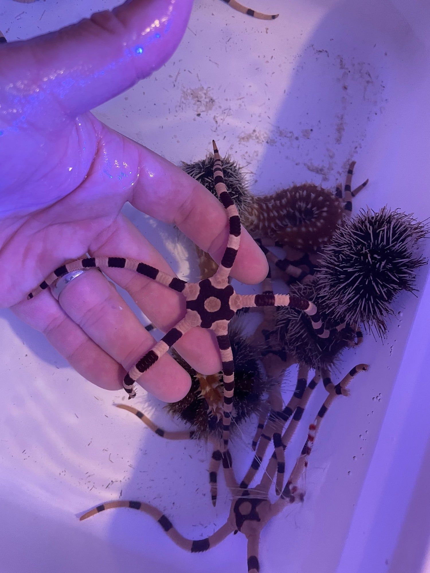 Starfish