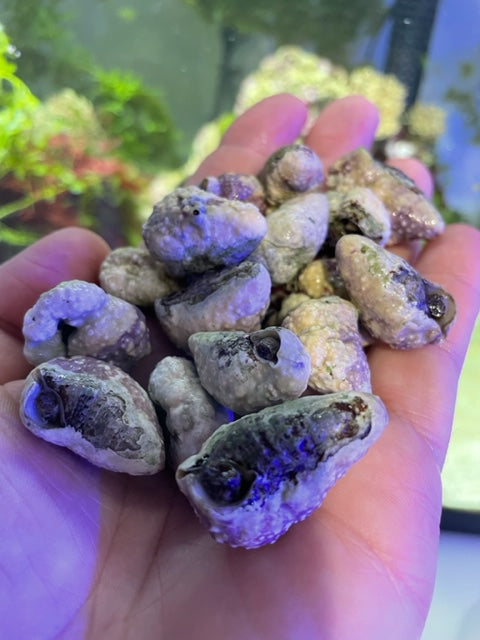 Snails