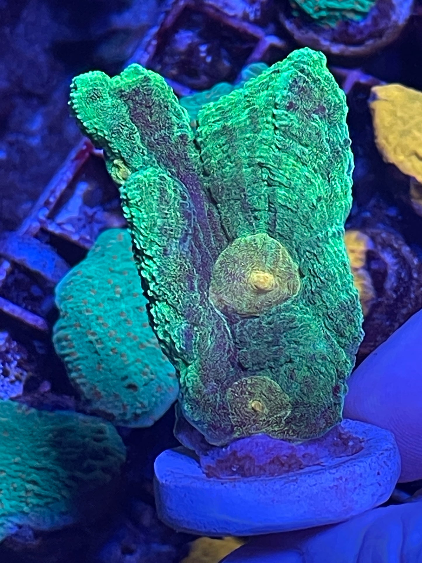 Space invader pectinia