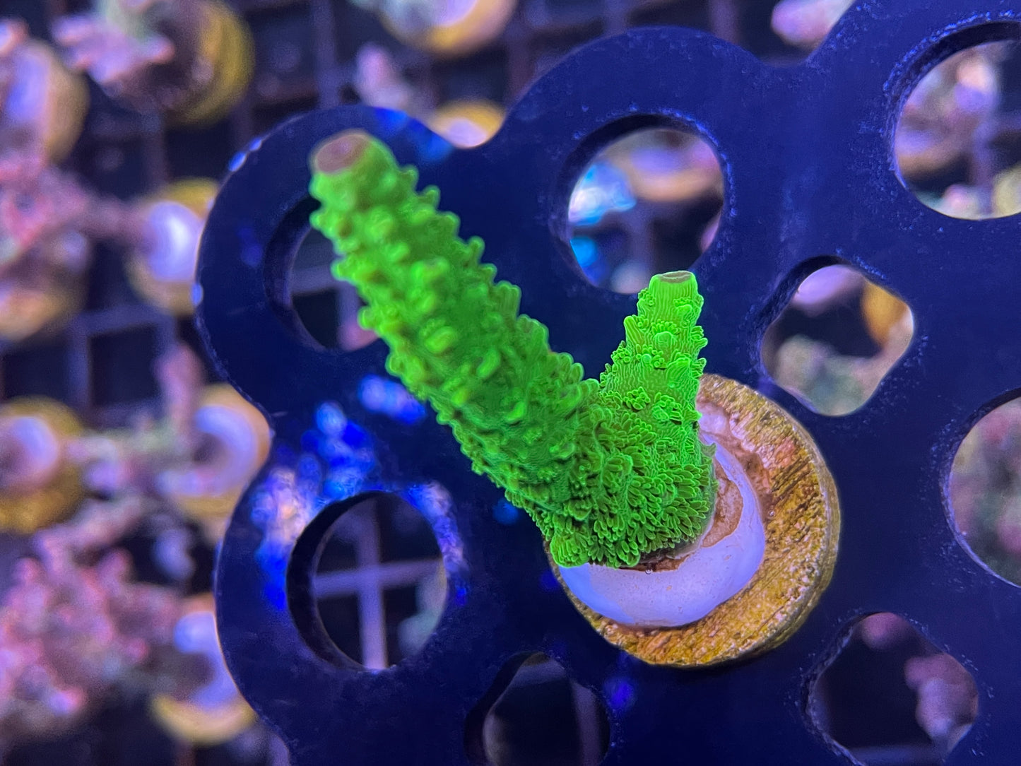 UR Green Slimer Staghorn