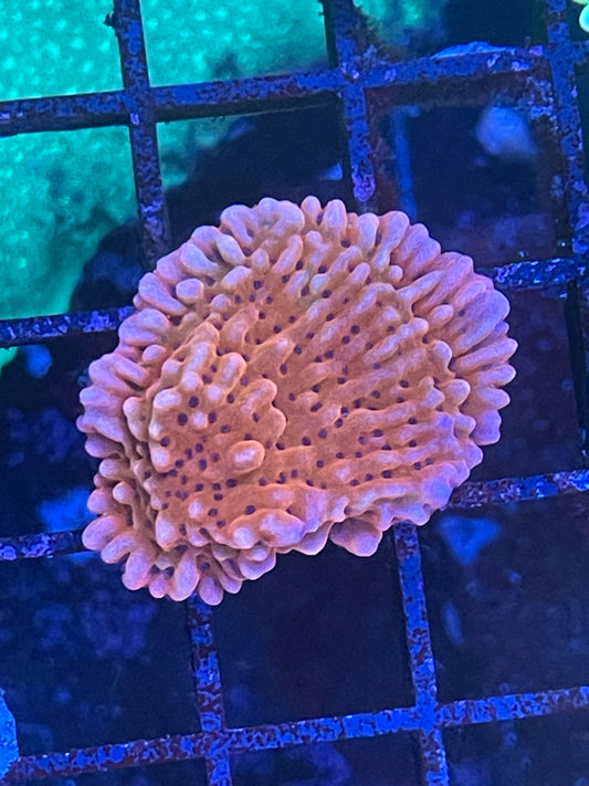 Nauti Spiral Montipora