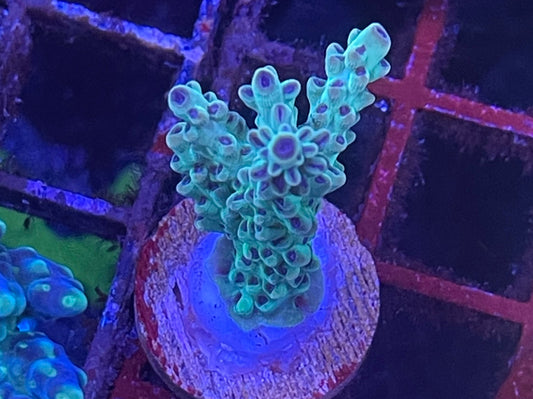 UR Mint Berry