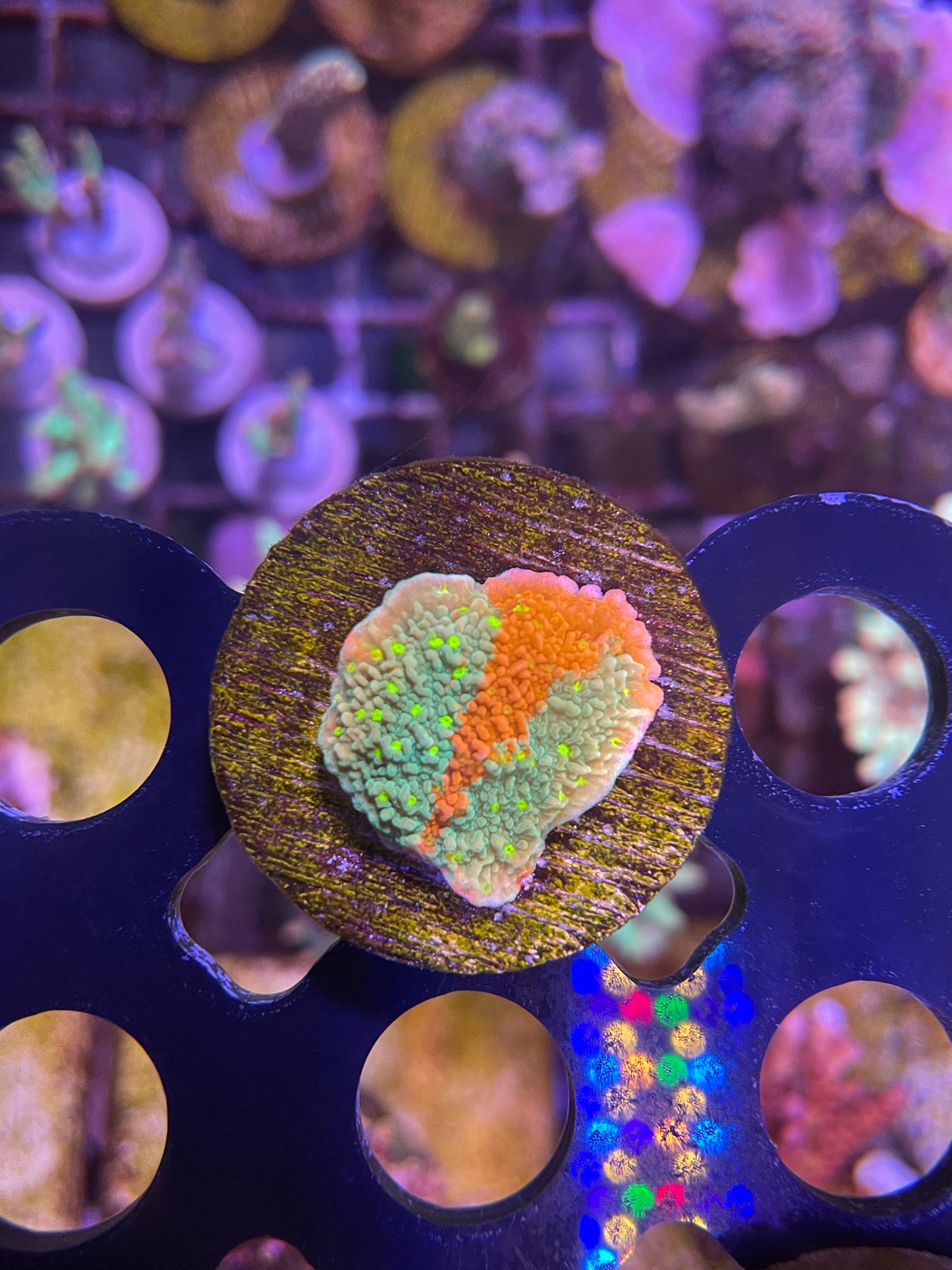 Sunfire Grafted Montipora Cap