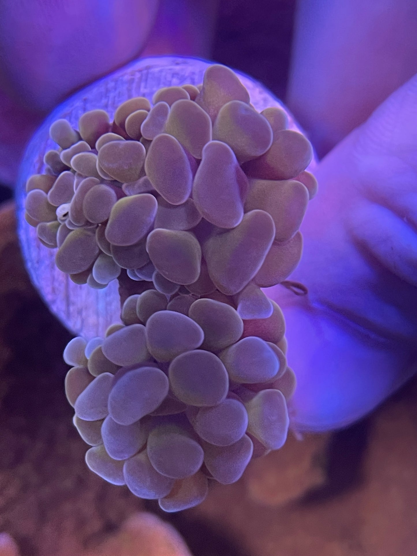 Molten Gold Branching Hammer