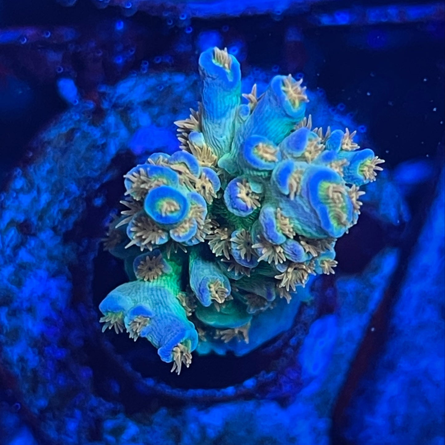 Orange Passion Acropora Tenuis